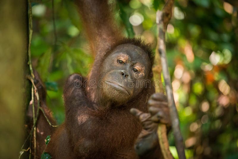 Θηλυκός Orangutan στοκ φωτογραφίες