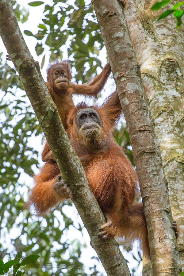 Θηλυκός orangutan με ένα μωρό που κρεμά σε ένα δέντρο στοκ φωτογραφίες με δικαίωμα ελεύθερης χρήσης