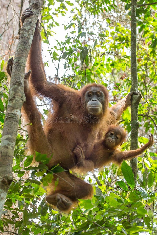 Θηλυκός orangutan με ένα μωρό που κρεμά σε ένα δέντρο στοκ φωτογραφία με δικαίωμα ελεύθερης χρήσης