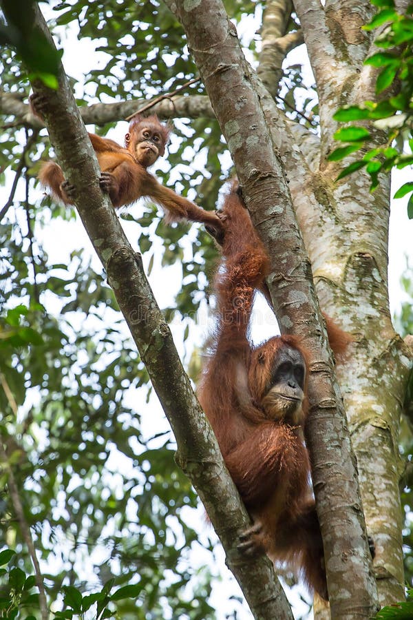 Θηλυκός orangutan με ένα μωρό που κρεμά σε ένα δέντρο στοκ εικόνα