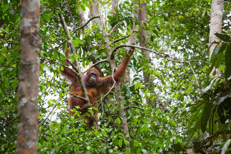 Θηλυκός orangutan με ένα μωρό που κρεμά σε ένα δέντρο στοκ εικόνα