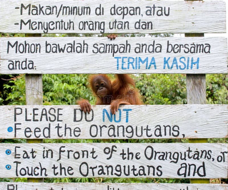 Θηλυκός orangutan με ένα μωρό στις άγρια περιοχές Ινδονησία Το νησί Kalimantan Μπόρνεο στοκ φωτογραφίες