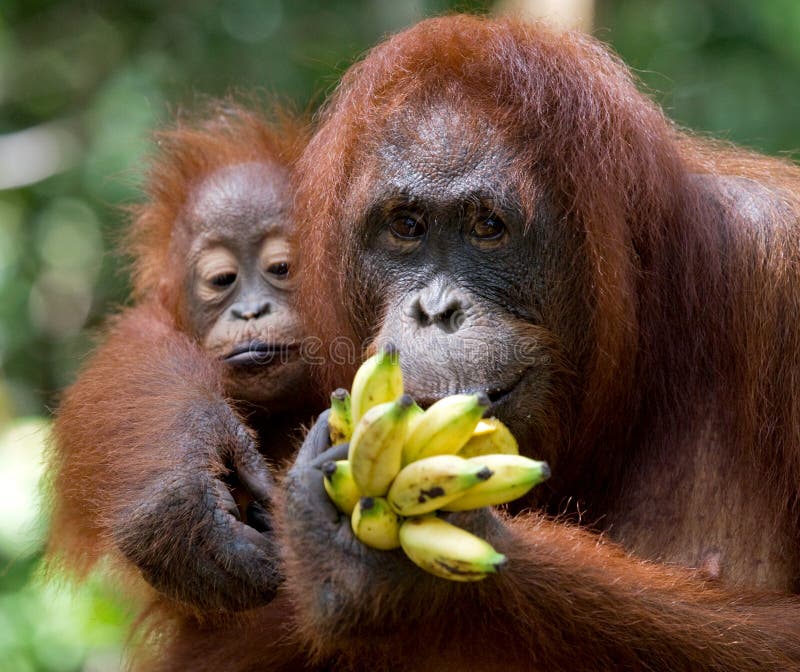 Θηλυκός orangutan με ένα μωρό στις άγρια περιοχές Ινδονησία Το νησί Kalimantan & x28 Borneo& x29 στοκ φωτογραφία