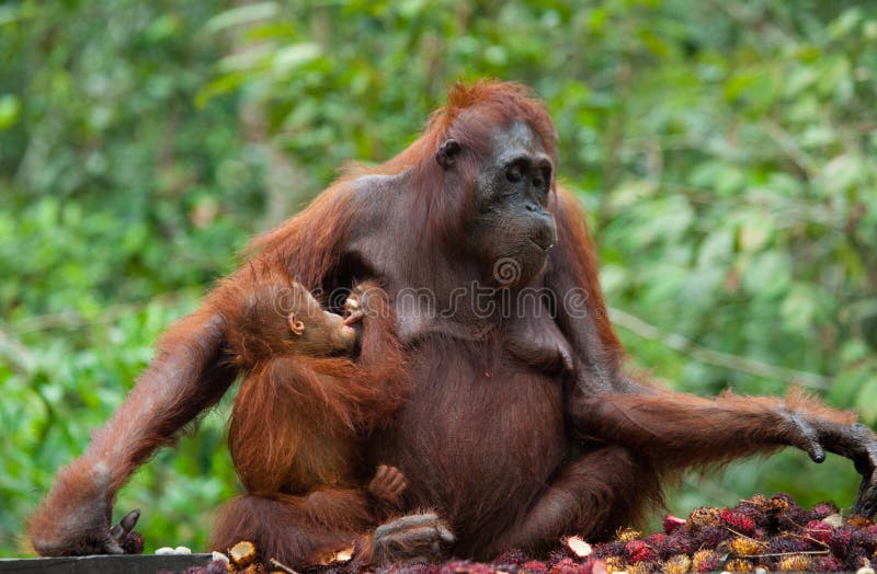 Θηλυκός orangutan με ένα μωρό στις άγρια περιοχές Ινδονησία Το νησί Kalimantan & x28 Borneo& x29 στοκ φωτογραφίες με δικαίωμα ελεύθερης χρήσης