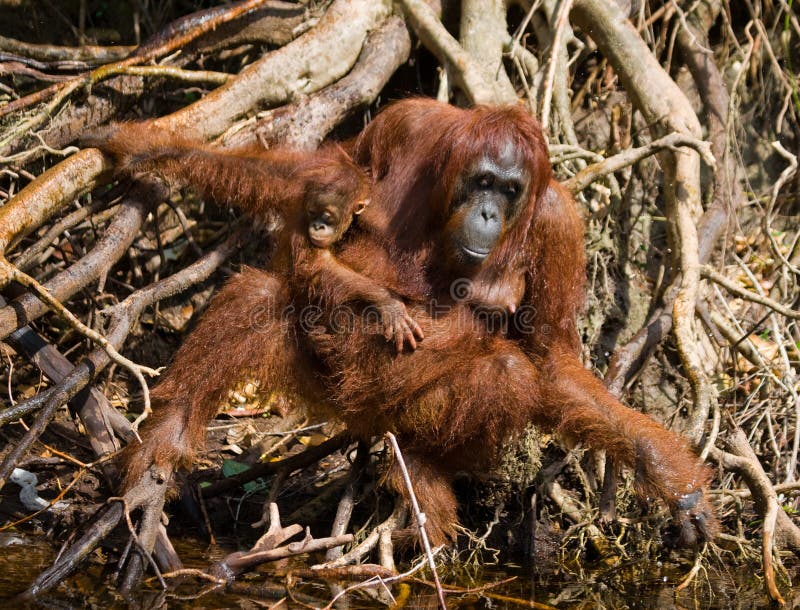 Θηλυκός orangutan με ένα μωρό στις άγρια περιοχές Ινδονησία Το νησί Kalimantan & x28 Borneo& x29 στοκ φωτογραφία με δικαίωμα ελεύθερης χρήσης