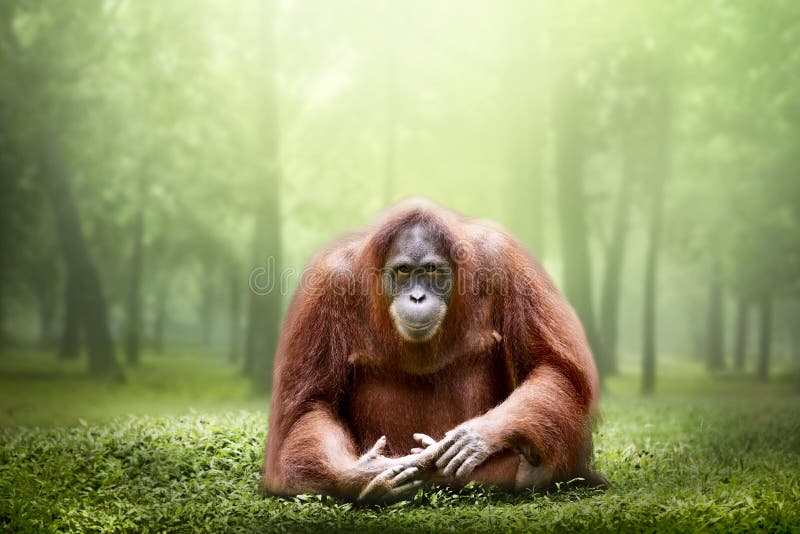 Θηλυκός orangutan μόνο στη ζούγκλα στοκ φωτογραφίες με δικαίωμα ελεύθερης χρήσης