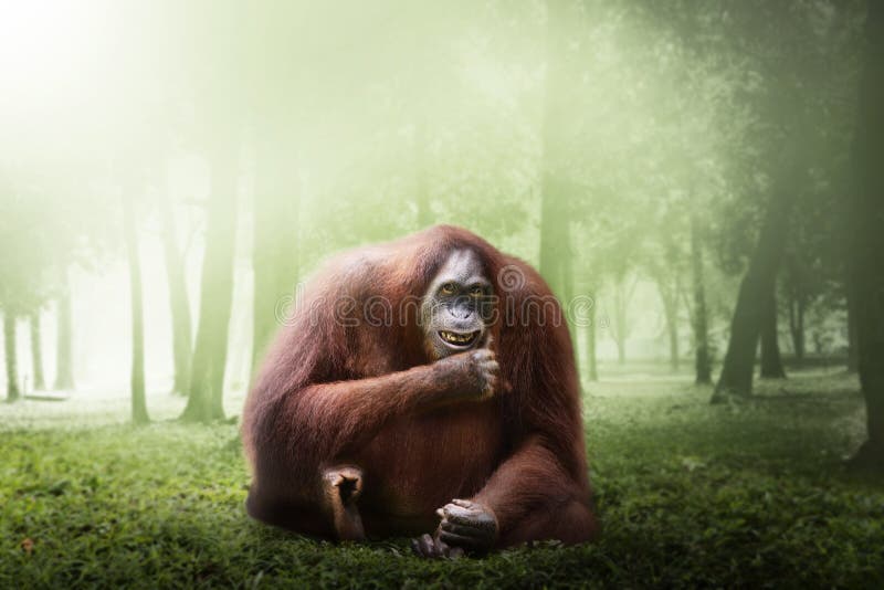 Θηλυκός orangutan πίθηκος στοκ εικόνες