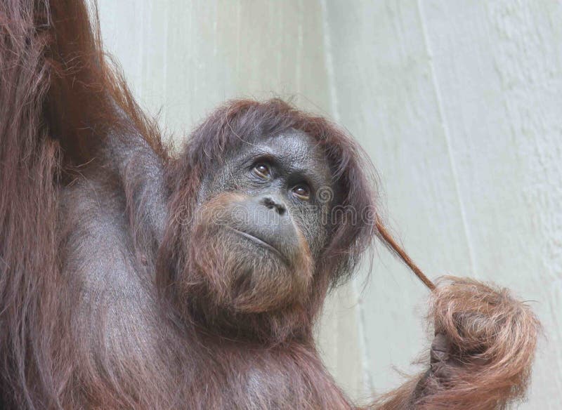 Θηλυκός Orangutan πορτρέτου σε ένα δέντρο στοκ εικόνα