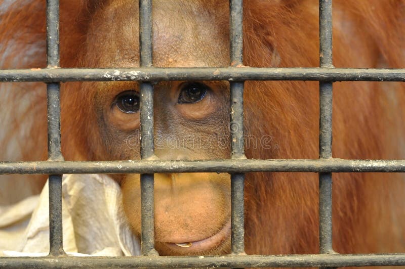 Θηλυκός orangutan στο ζωικό κλουβί που αισθάνεται λυπημένο στοκ εικόνες