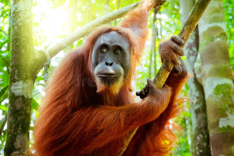 Θηλυκή orangutan συνεδρίαση στον κορμό δέντρων Sumatra, Ινδονησία στοκ εικόνες