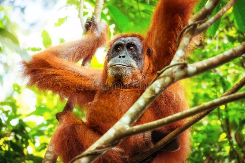 Θηλυκή orangutan χαλάρωση στο δέντρο στην τροπική ζούγκλα Sumatra, Ι στοκ εικόνες