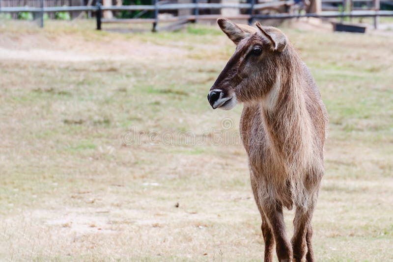 Θηλυκή αντιλόπη Waterbuck που στέκεται μόνο στον πράσινο τομέα στοκ φωτογραφία Θηλυκή αντιλόπη Waterbuck που στέκεται μόνο στον πράσινο τομέα στοκ φωτογραφία
