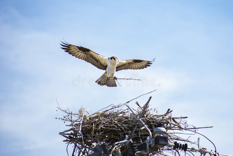 Θηλυκή φωλιά Osprey που στηρίζεται στη χρησιμότητα Πολωνός στοκ φωτογραφίες Θηλυκή φωλιά Osprey που στηρίζεται στη χρησιμότητα Πολωνός στοκ φωτογραφίες
