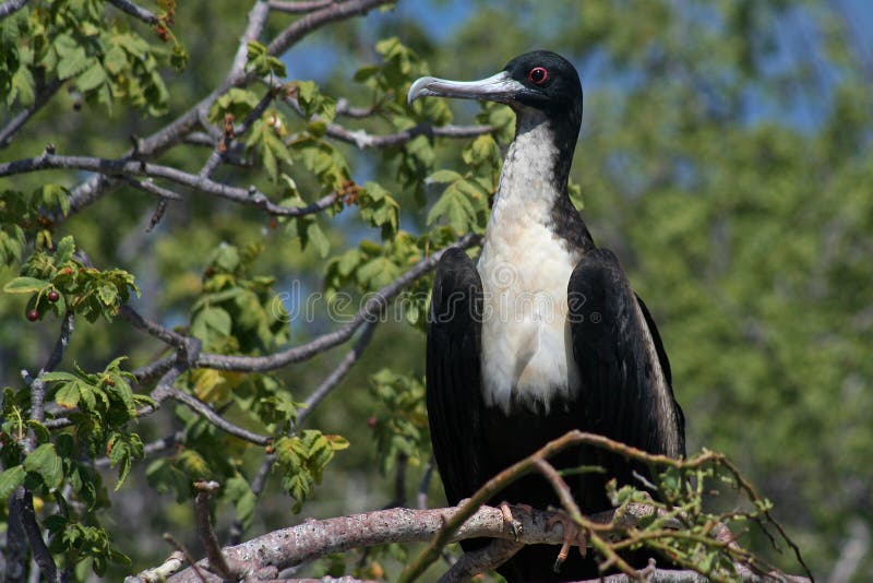θηλυκό frigatebird galapagos μεγάλα στοκ εικόνες θηλυκό frigatebird galapagos μεγάλα στοκ εικόνες