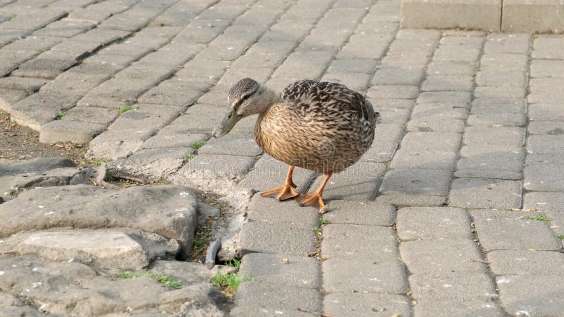 θηλυκό mallard duck platyrhychos στο σοκάκι στο πάρκο της πόλης. πτηνά και ζώα στην έννοια της άγριας πανίδας