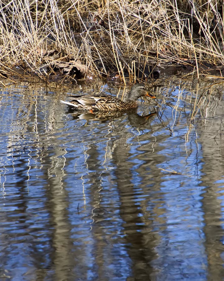 Θηλυκό Mallard Κολυμπάει Σε Αντανακλάσεις Του Μπλε Ουρανού Στο Νερό Της Ρίψης στοκ εικόνες