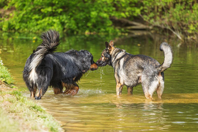 male German Shepherd Dog with a hovawart in the water. male German Shepherd Dog with a hovawart in the water