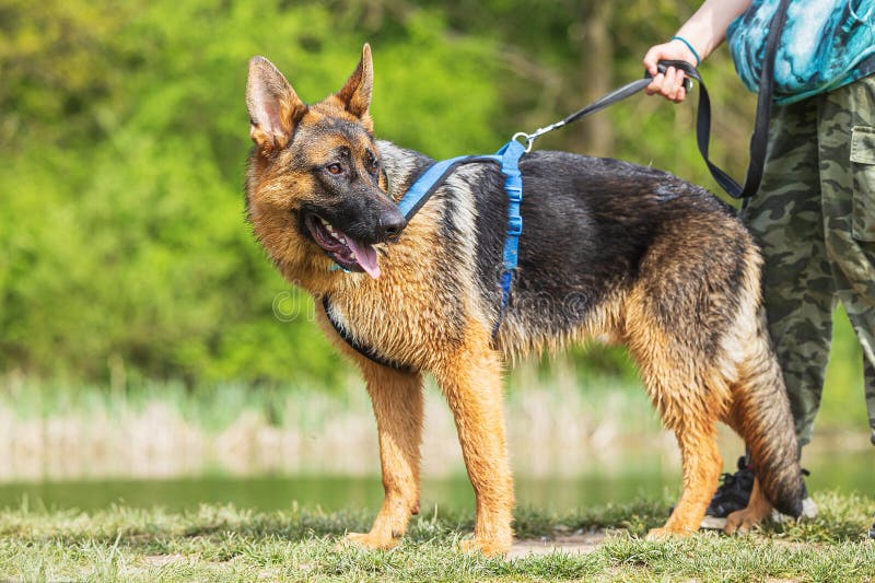 male German Shepherd Dog on the harness. male German Shepherd Dog on the harness