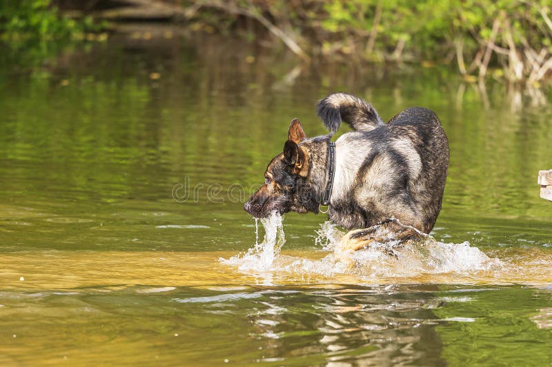 male German Shepherd Dog chumming the water. male German Shepherd Dog chumming the water