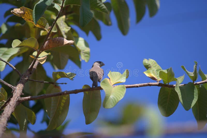 Θηλυκό κόκκινο φινίρισμα στο δέντρο γκουάβα στοκ εικόνες με δικαίωμα ελεύθερης χρήσης Θηλυκό κόκκινο φινίρισμα στο δέντρο γκουάβα στοκ εικόνες με δικαίωμα ελεύθερης χρήσης