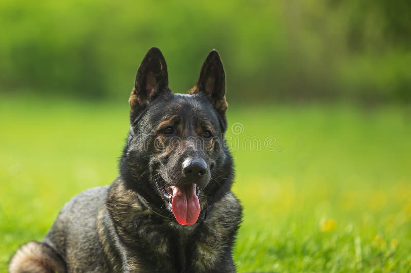 male German Shepherd Dog Portrait. male German Shepherd Dog Portrait