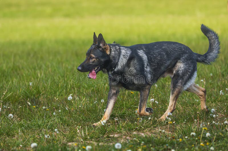 male German Shepherd Dog Portrait. male German Shepherd Dog Portrait