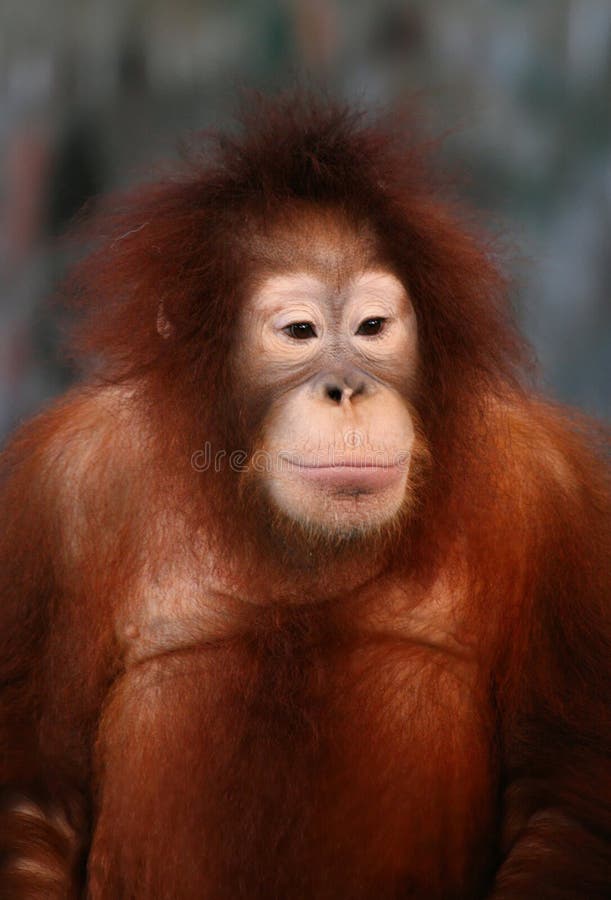 θηλυκός orangutan στοκ εικόνα