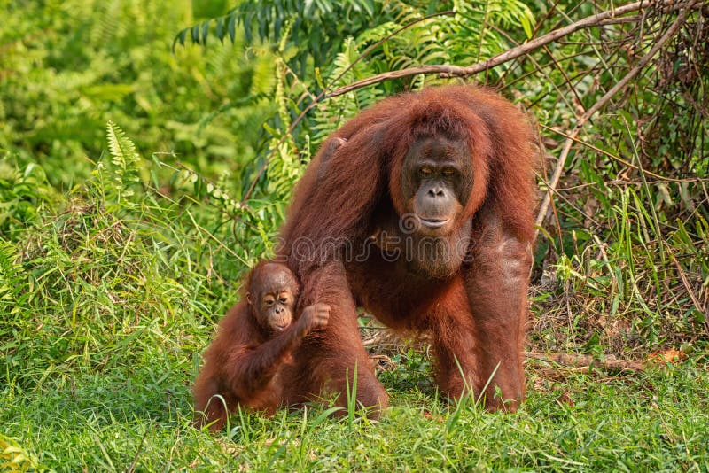 Θηλυκός orangutan orang-utan - Μπόρνεο στοκ εικόνα