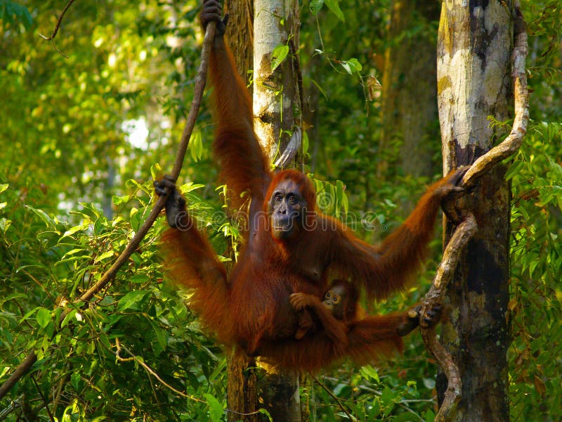 Θηλυκός orangutan με το μωρό της στοκ εικόνες με δικαίωμα ελεύθερης χρήσης