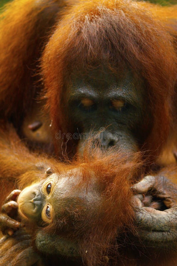 Θηλυκός orangutan με το μωρό της στοκ φωτογραφία