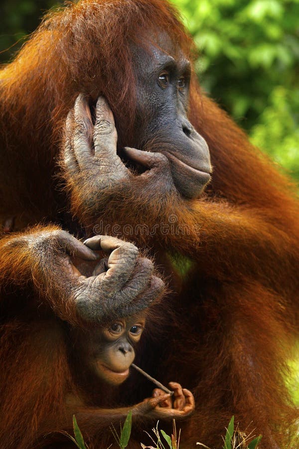 Θηλυκός orangutan με το μωρό της στοκ εικόνα με δικαίωμα ελεύθερης χρήσης