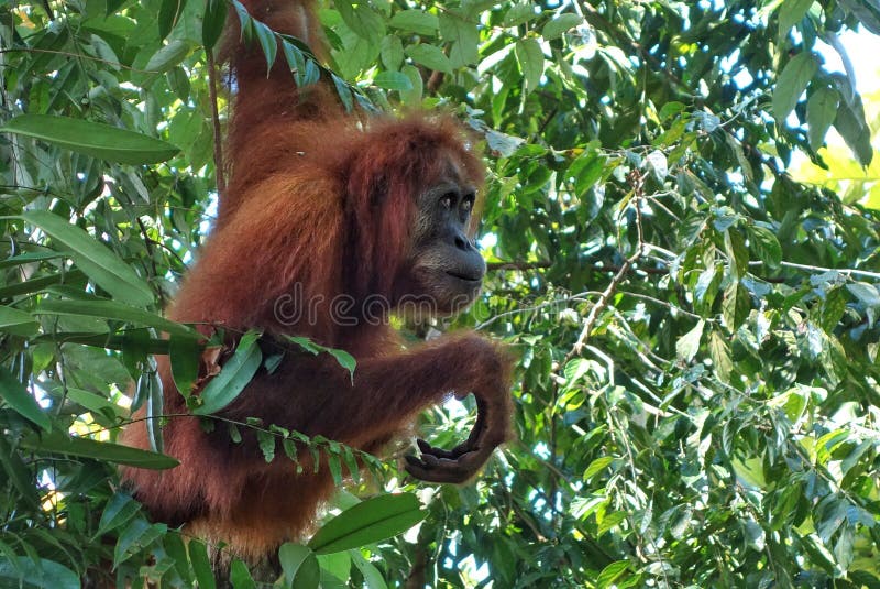 Θηλυκός orangutan που βλέπει σε μια ζούγκλα Sumatra στοκ φωτογραφίες