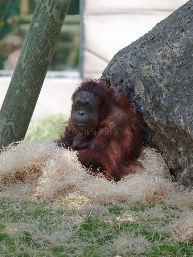 θηλυκός orangutan που κάθεται ήσ στοκ εικόνες
