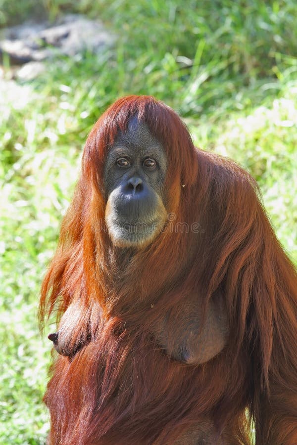 Θηλυκός orangutan που κοιτάζει σκεπτικά στοκ φωτογραφίες