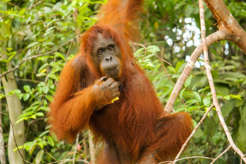 Θηλυκός orangutan που ταλαντεύεται στη ζούγκλα στο Μπόρνεο στοκ εικόνες