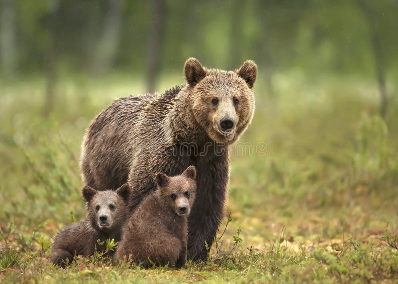 Θηλυκός ευρασιατικός καφετής αντέχει και cubs της στο βόρειο δάσος στοκ εικόνες