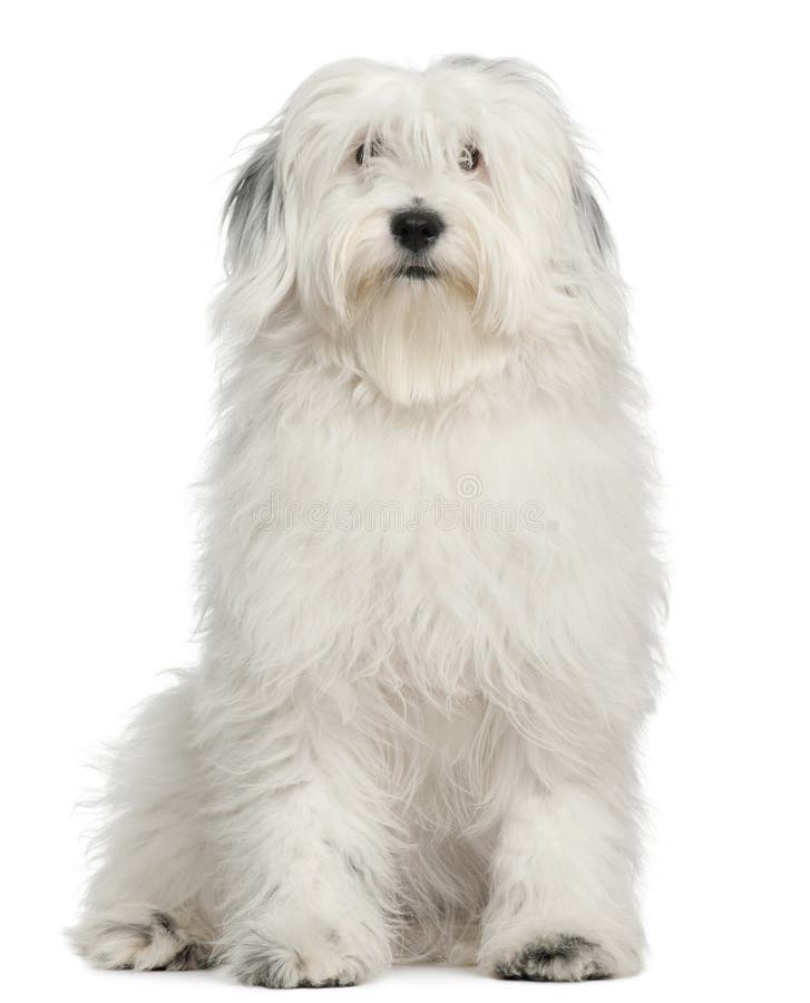 Tibetan Terrier, 1 year old, sitting in front of white background. Tibetan Terrier, 1 year old, sitting in front of white background