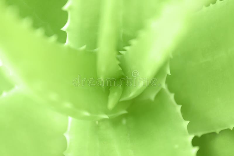 Θολωμένο Aloe Βέρα, Aloe συστατικών πράσινα φύλλα φυτών της Βέρα, Aloe μακρο σπονδυλικές στήλες υποβάθρου της Βέρα του φρέσκου τρ στοκ φωτογραφία με δικαίωμα ελεύθερης χρήσης Θολωμένο Aloe Βέρα, Aloe συστατικών πράσινα φύλλα φυτών της Βέρα, Aloe μακρο σπονδυλικές στήλες υποβάθρου της Βέρα του φρέσκου τρ στοκ φωτογραφία με δικαίωμα ελεύθερης χρήσης