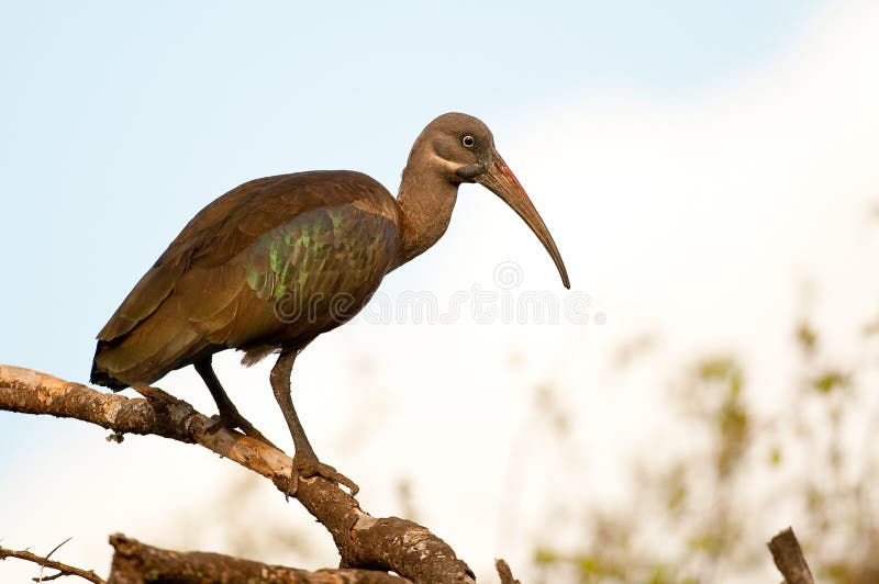 Hadada Ibis Kenya Africa (hagedashia hagedash). Hadada Ibis Kenya Africa (hagedashia hagedash)