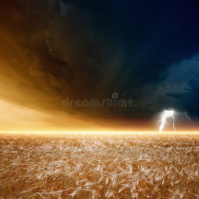 Nature force background - field of ripe barley, wheat, dark stormy sky with lightning, thunderbolt. Nature force background - field of ripe barley, wheat, dark stormy sky with lightning, thunderbolt