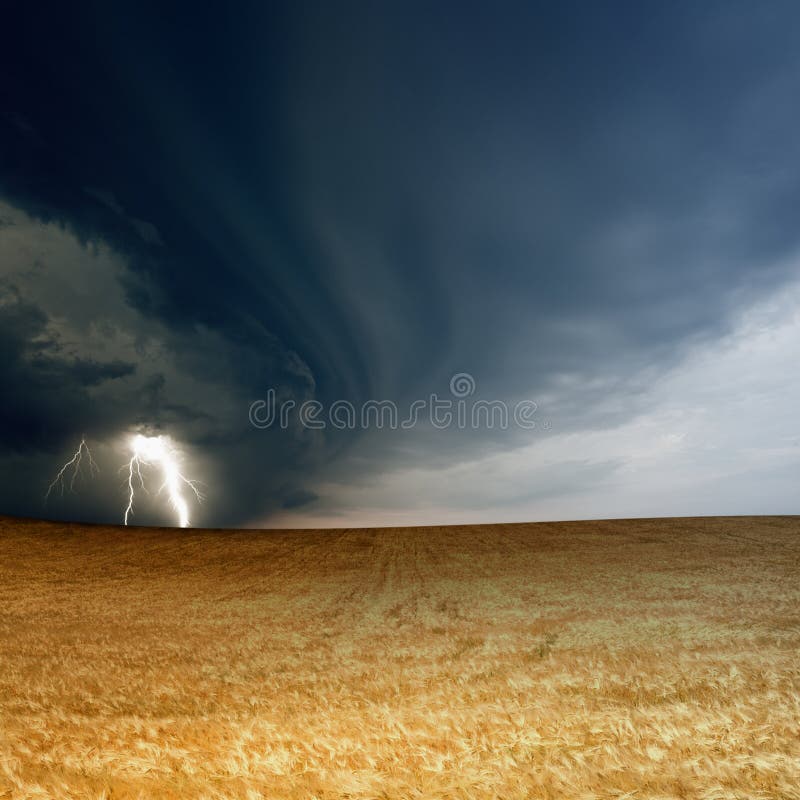 Nature force background - field of ripe barley, wheat, dark stormy sky with lightning, thunderbolt. Nature force background - field of ripe barley, wheat, dark stormy sky with lightning, thunderbolt