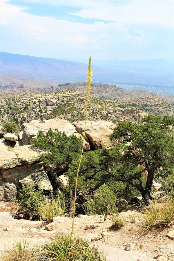 Θυελλώδες Vista σημείου, τοποθετεί Lemmon, Santa Catalina Mountains, εθνικό δρυμός του Λίνκολν, Tucson, Αριζόνα, Ηνωμένες Πολιτεί στοκ εικόνες με δικαίωμα ελεύθερης χρήσης Θυελλώδες Vista σημείου, τοποθετεί Lemmon, Santa Catalina Mountains, εθνικό δρυμός του Λίνκολν, Tucson, Αριζόνα, Ηνωμένες Πολιτεί στοκ εικόνες με δικαίωμα ελεύθερης χρήσης