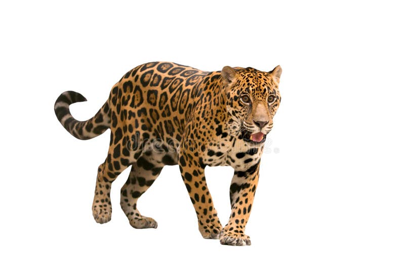 Ιαγουάρος (onca Panthera) που απομονώνεται στοκ εικόνα με δικαίωμα ελεύθερης χρήσης Ιαγουάρος (onca Panthera) που απομονώνεται στοκ εικόνα με δικαίωμα ελεύθερης χρήσης