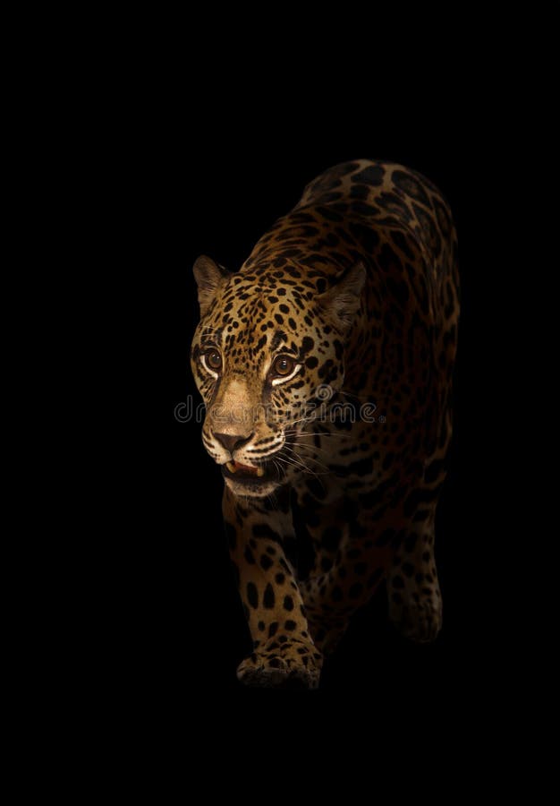 Ιαγουάρος (onca Panthera) στο σκοτάδι στοκ εικόνα Ιαγουάρος (onca Panthera) στο σκοτάδι στοκ εικόνα