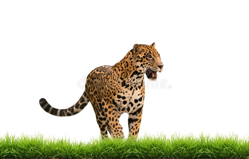 Ιαγουάρος (onca panthera) την πράσινη χλόη που απομονώνεται με στοκ φωτογραφίες Ιαγουάρος (onca panthera) την πράσινη χλόη που απομονώνεται με στοκ φωτογραφίες