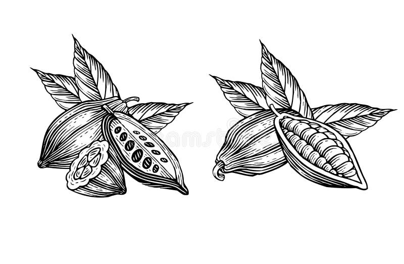 Engraved illustration of leaves and fruits of cocoa beans. Engraved illustration of leaves and fruits of cocoa beans