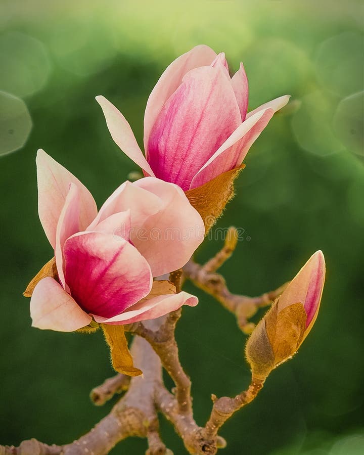 Ιαπωνικά άνθη Magnolia στοκ φωτογραφίες με δικαίωμα ελεύθερης χρήσης