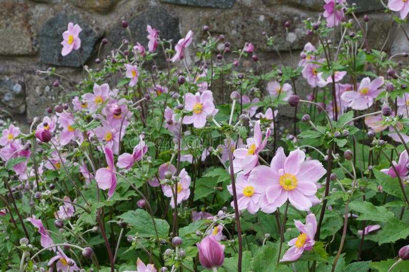 A group of pink Japanese Anemones with a stone wall behind. A group of pink Japanese Anemones with a stone wall behind