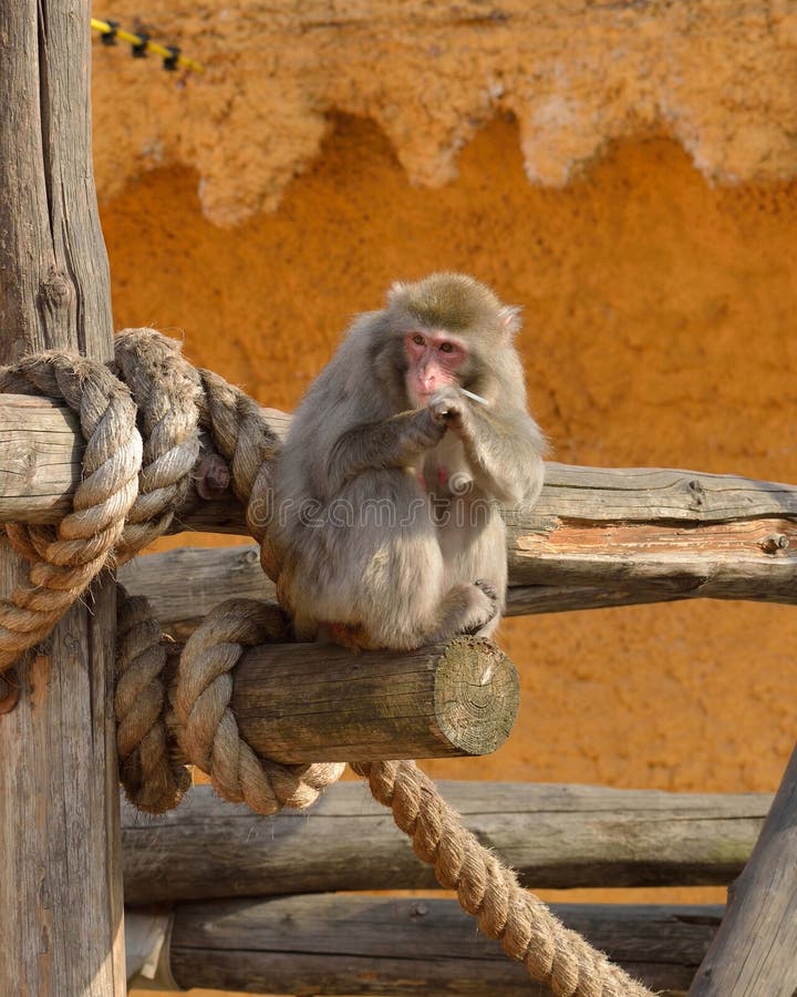 ιαπωνικό macaca fuscata macaque στοκ φωτογραφίες με δικαίωμα ελεύθερης χρήσης ιαπωνικό macaca fuscata macaque στοκ φωτογραφίες με δικαίωμα ελεύθερης χρήσης