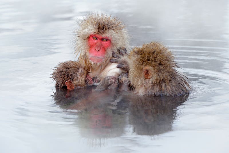 Ιαπωνικό macaque πιθήκων, fuscata Macaca, οικογένεια με το μωρό στο νερό Πορτρέτο κόκκινου προσώπου στο κρύο νερό με την ομίχλη Δ στοκ εικόνα με δικαίωμα ελεύθερης χρήσης